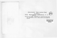 Image Associated With the Occurence